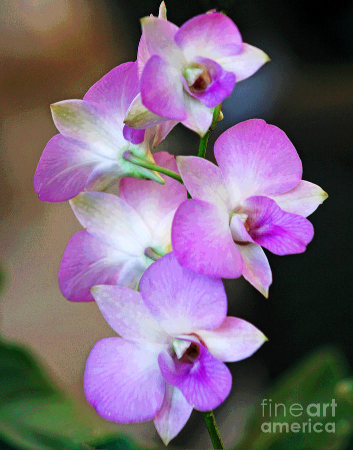 Lavender Honolulu Orchids Photograph by Larry Oskin