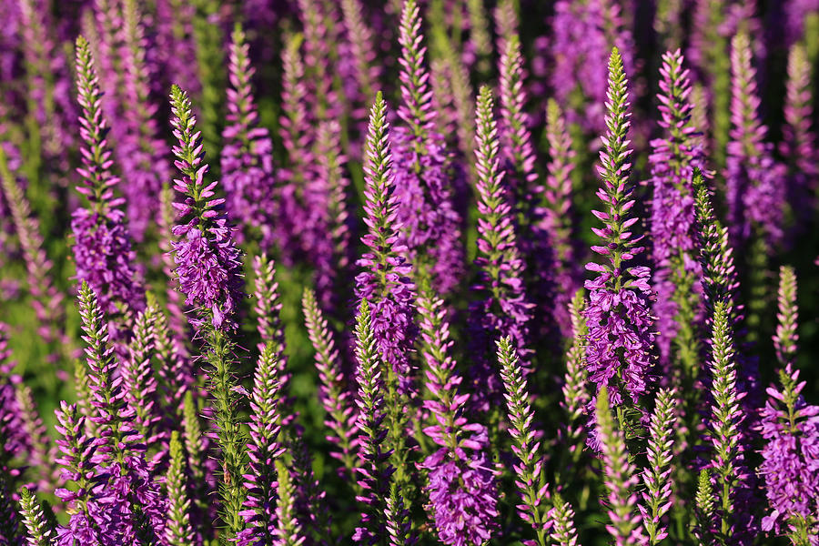 Lavender Hues Photograph by Rachel Cohen