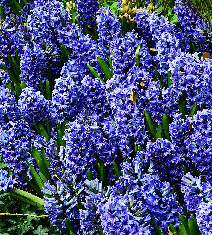 Lavender Hyacinth Photograph by Robert Wallace - Pixels