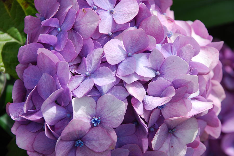 Purple Photograph - Lavender Hydrangea by Norma Brock