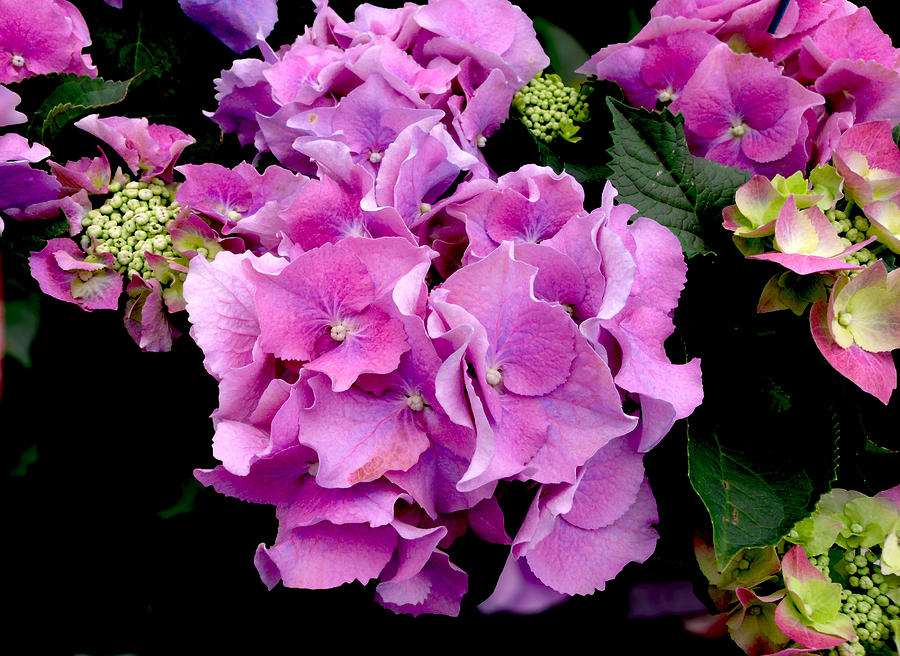 Lavender Hydrangea Photograph by Dawn Gagnon - Fine Art America