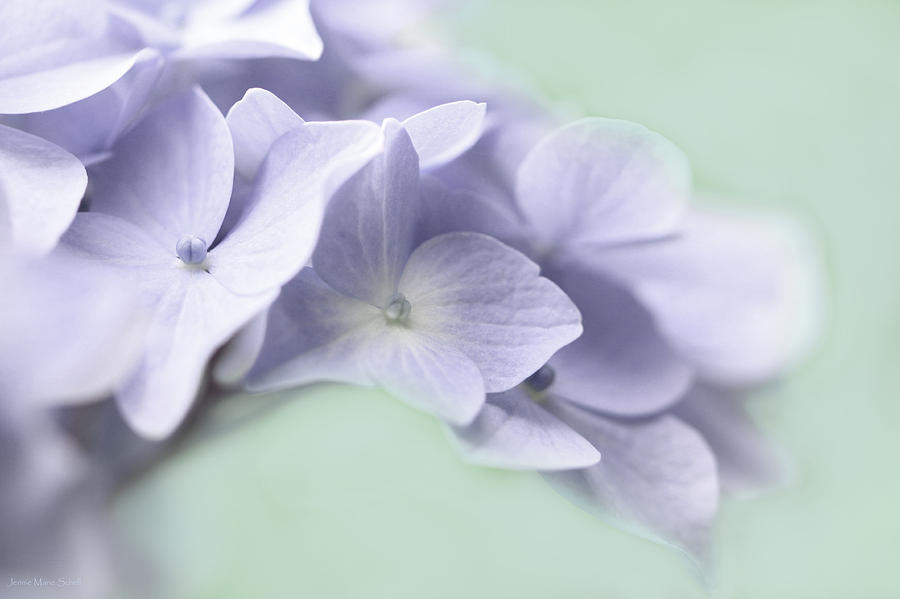 Lavender Hydrangea Flower Macro Photograph by Jennie Marie Schell