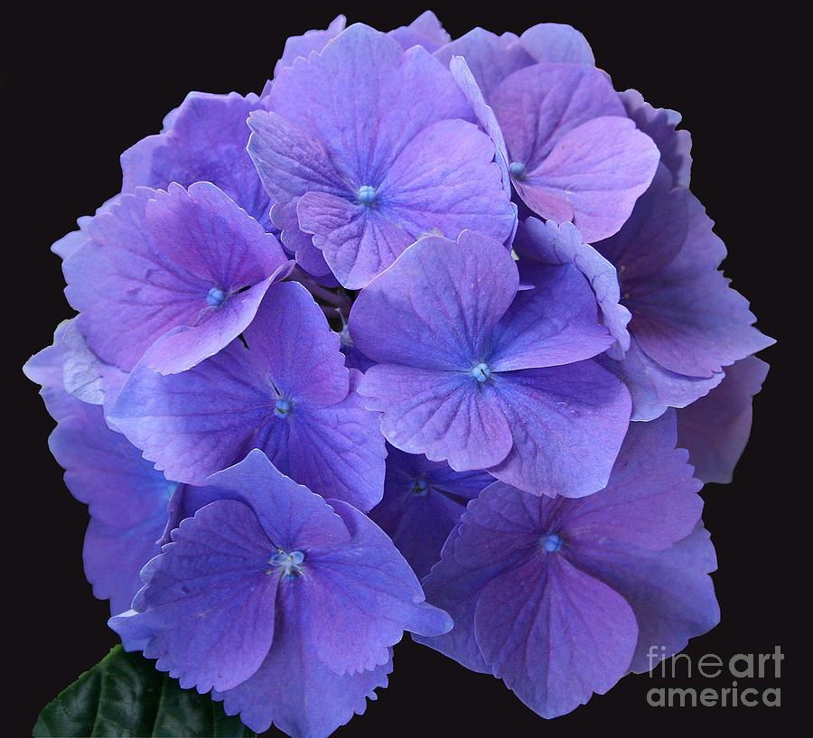 Lavender Hydrangea Photograph by Karen Adams