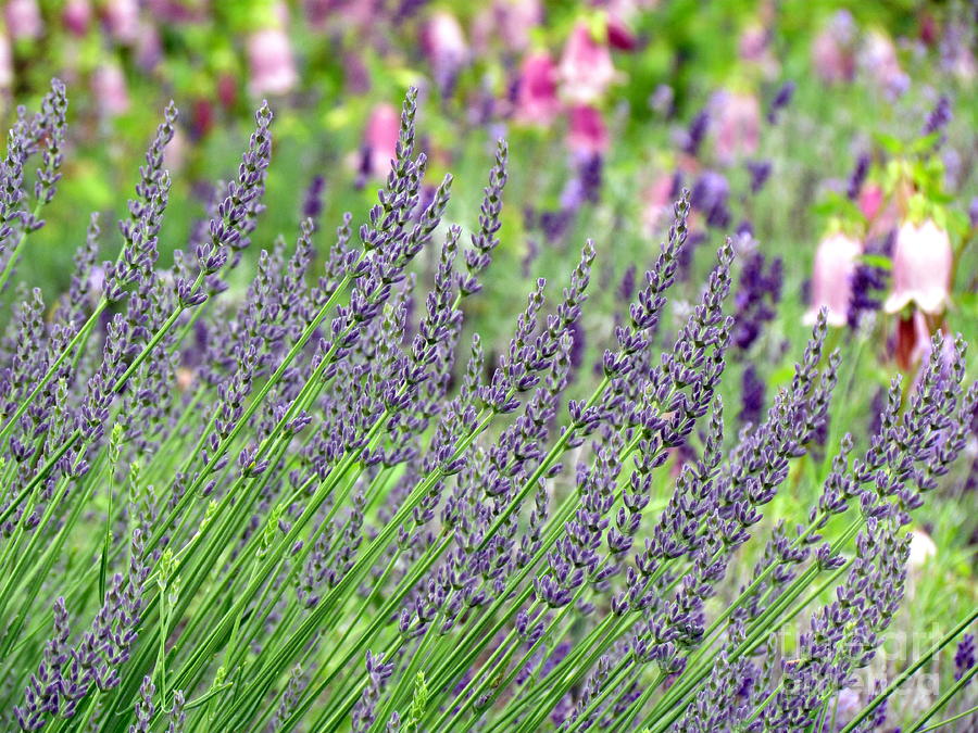 Lavender II Photograph by Lili Feinstein