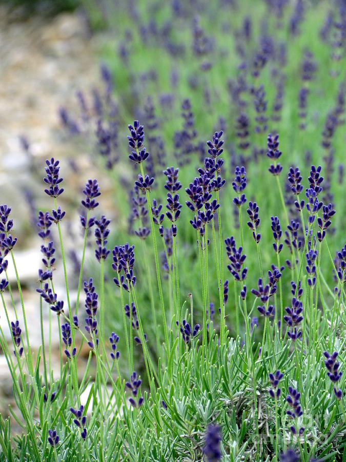 Lavender III Photograph by Lili Feinstein
