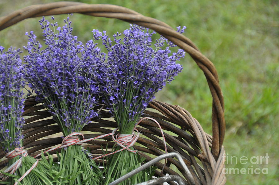 Lavender in a Basket Photograph by Cheryl McClure