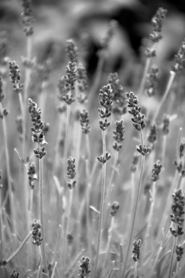 Lavender in Black and White Photograph by Tracy Winter