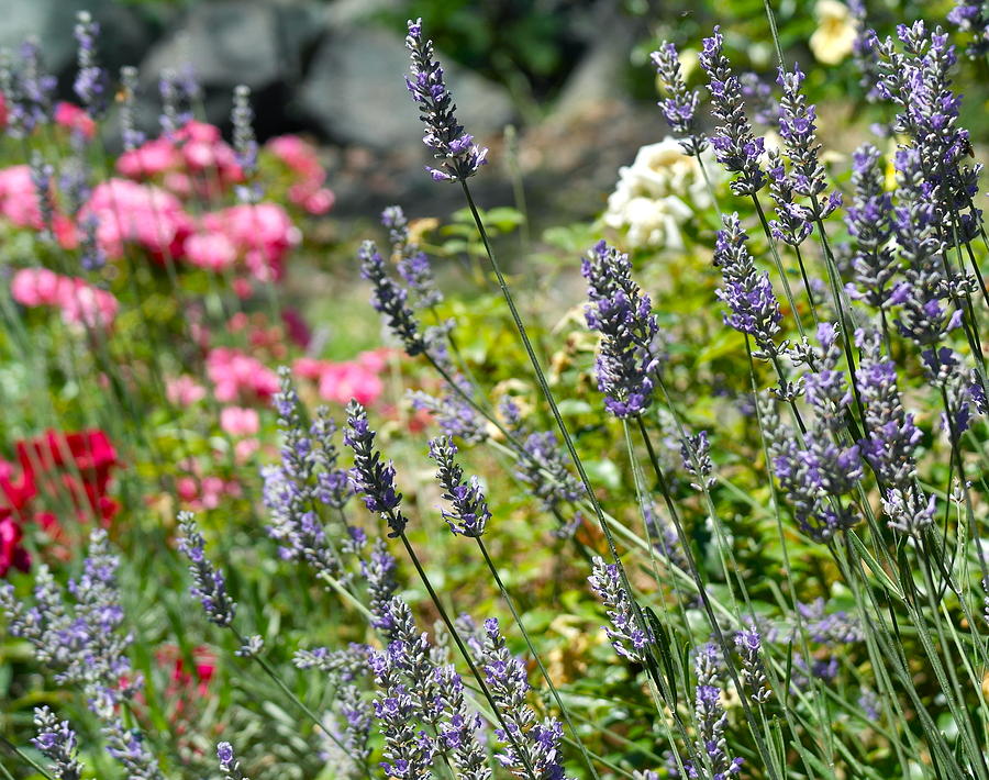 Lavender In Bloom Photograph by Michele Myers