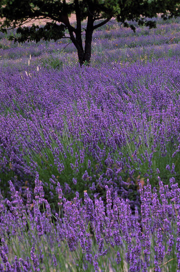 Lavender In Flower Photograph by Alex Bartel/science Photo Library