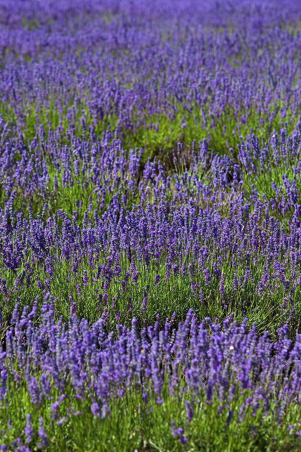Lavender In Flower On Bridestowe Estate Photograph by Richard Ianson