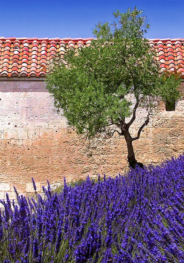 Lavender In Provence Photograph by Dave Mills