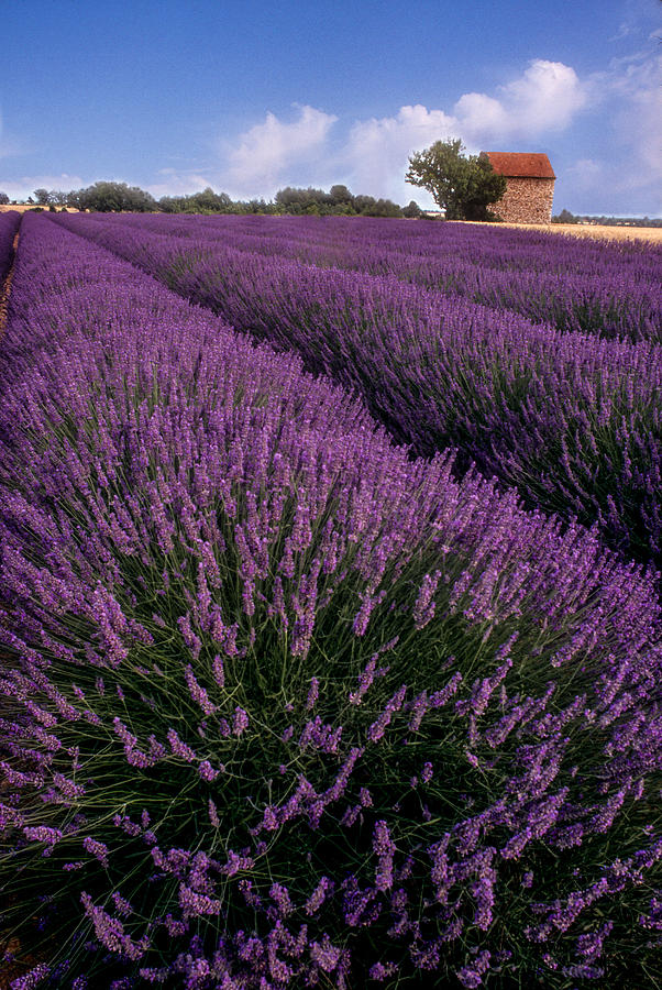 Lavender in Provence Photograph by Matthew Pace