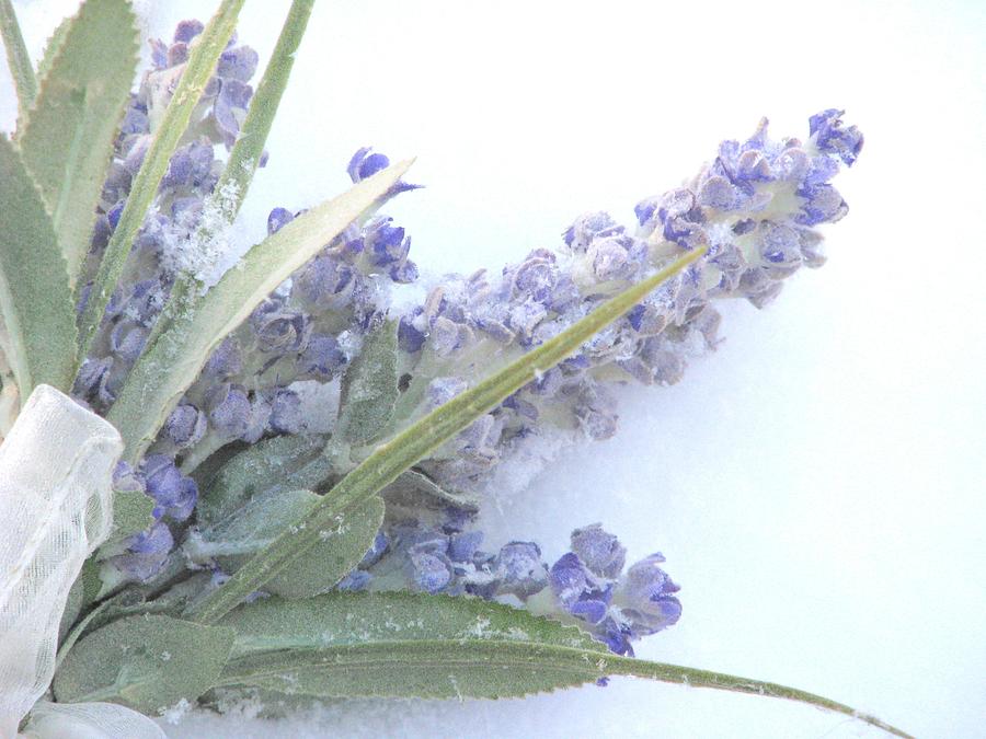 Lavender In Snow Photograph by Angela Davies