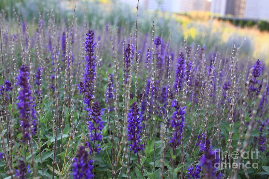 Lavender in the City Park Photograph by Robin Pedrero