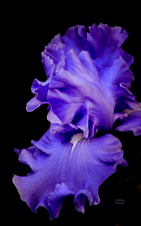 Lavender Iris 2 Photograph by Julie Palencia