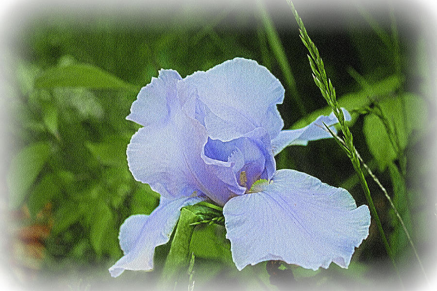 Lavender Iris Photograph by Barbara Dean