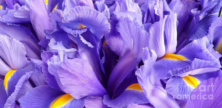 Lavender Iris Flower Photograph by Susan Garren