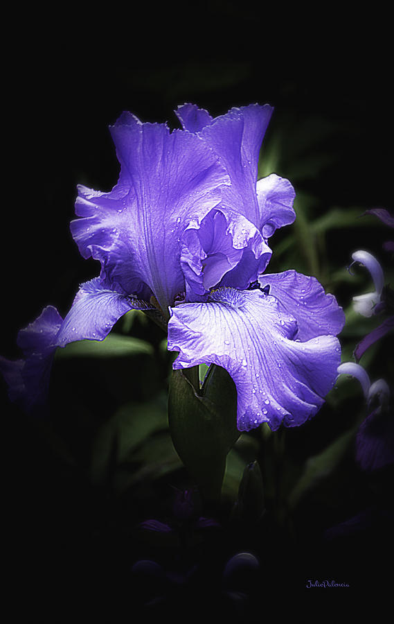 Lavender Iris Flowing Petals Photograph by Julie Palencia