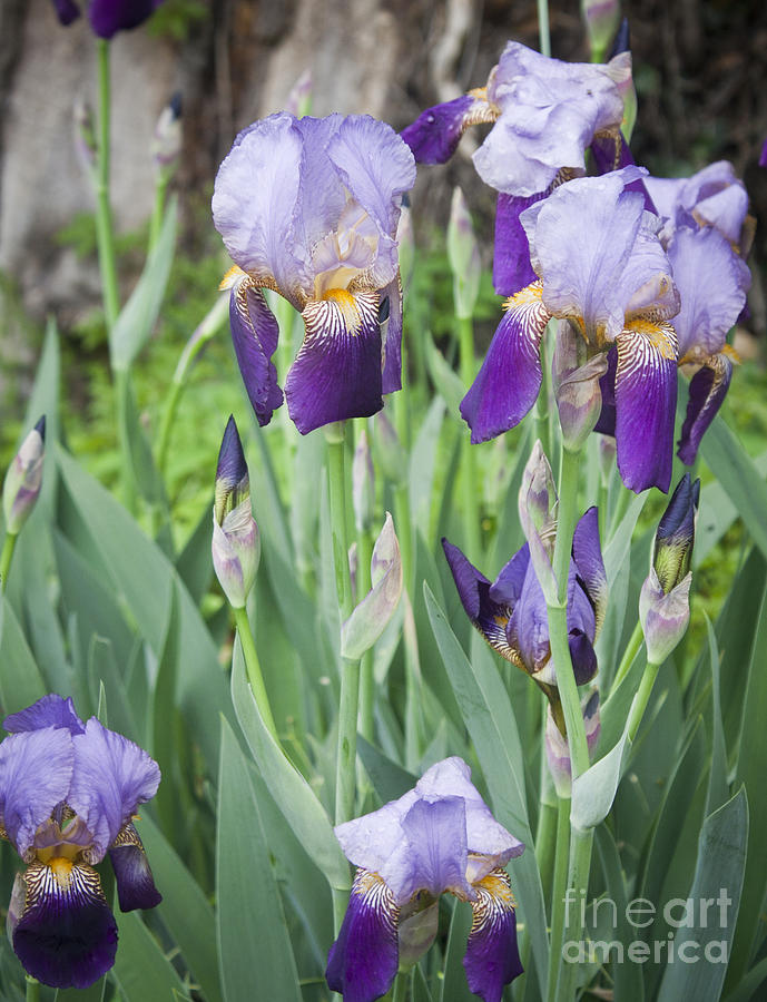 Iris Photograph - Lavender Iris Group by Teresa Mucha