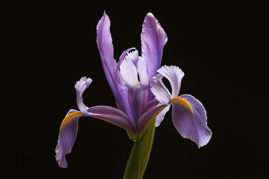 Lavender Iris Photograph by Juergen Roth