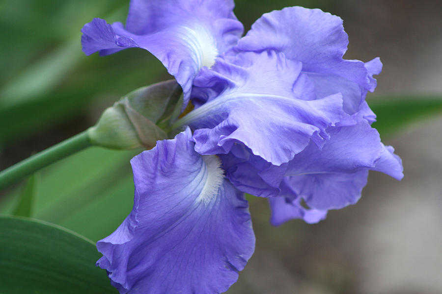 Lavender Iris Photograph by Michele Wilson