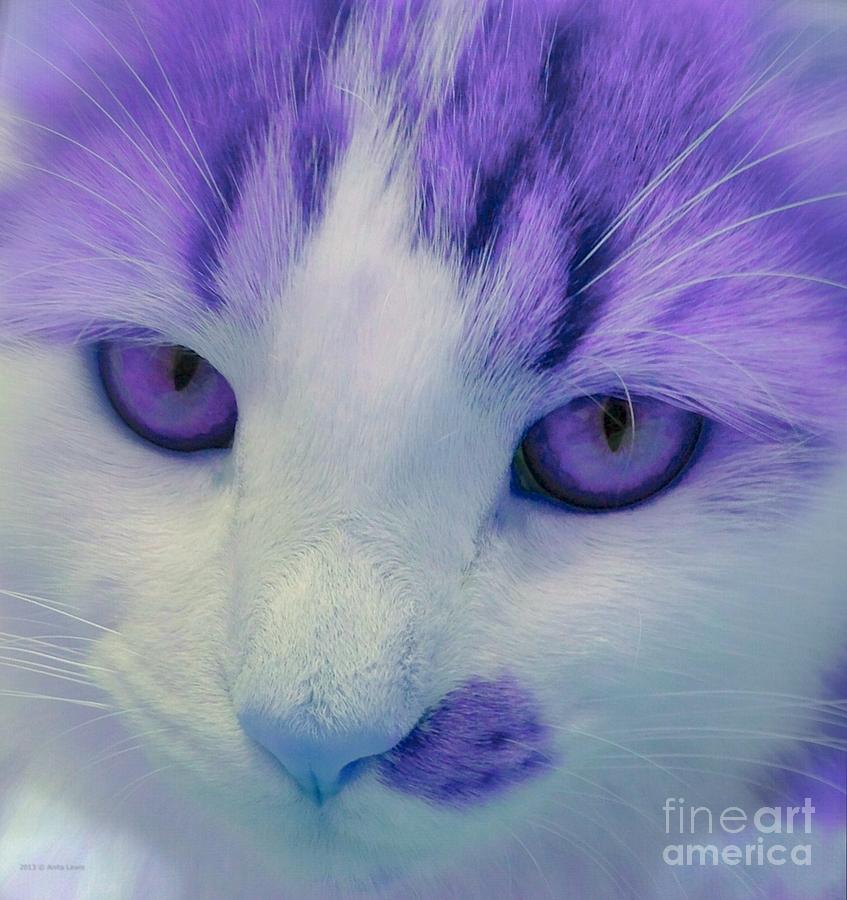 Lavender Kitten Photograph by Anita Lewis