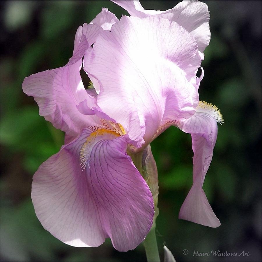Lavender Lady Iris Photograph by Kathleen Luther