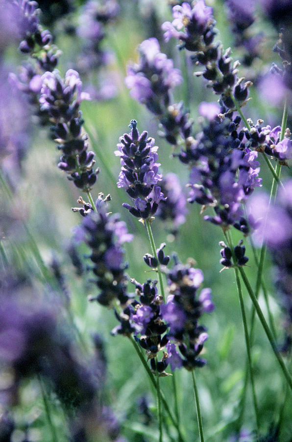 Summer Photograph - Lavender (lavandula imperial Gem) by Rachel Warne/science Photo Library