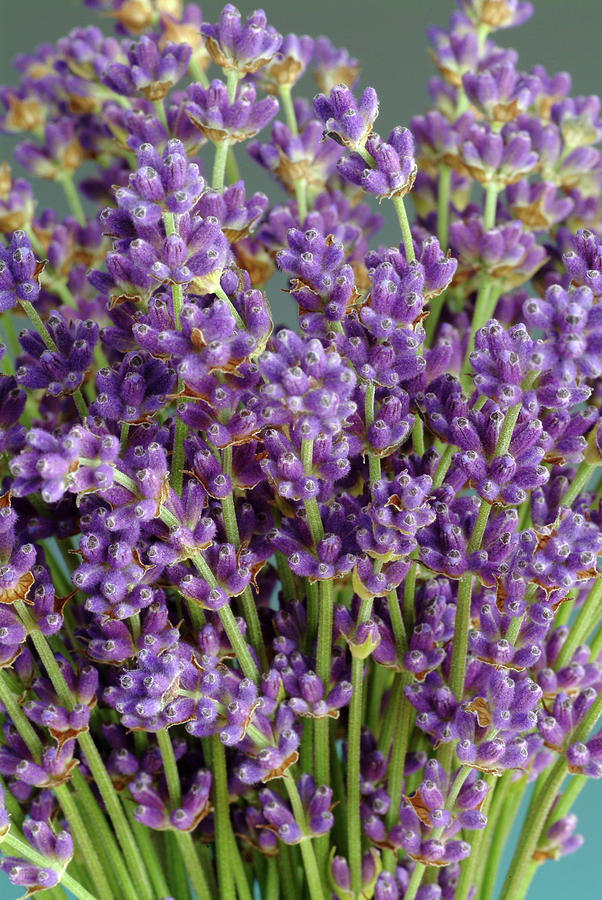 Lavender (lavandula Officinalis) Photograph by Bildagentur-online/th Foto/science Photo Library