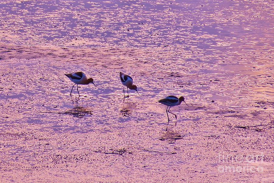 Avocets in Lavender Light Photograph by Michele Penner