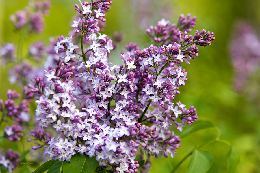Lavender Lilacs Photograph by Christina Rollo