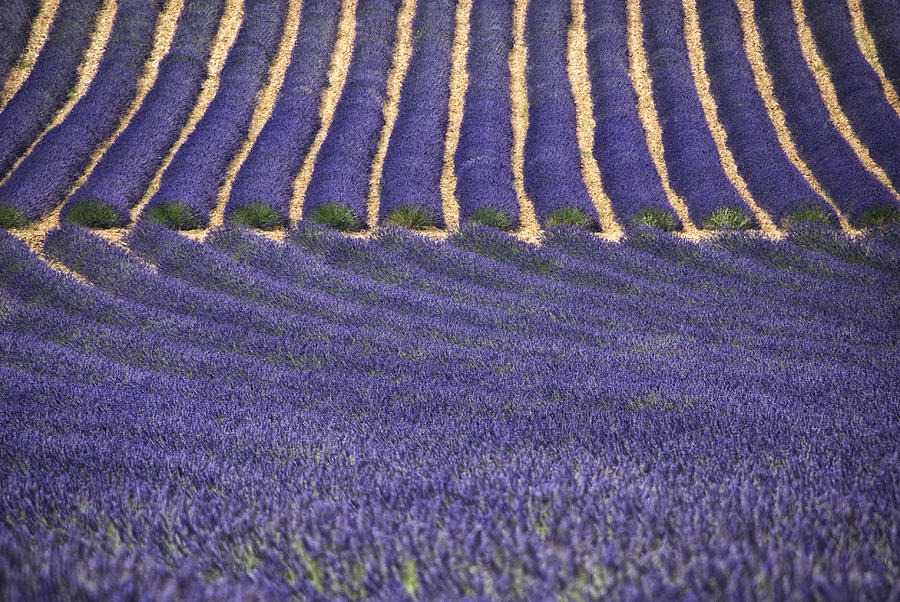 Lavender Lines Photograph by Joachim G Pinkawa