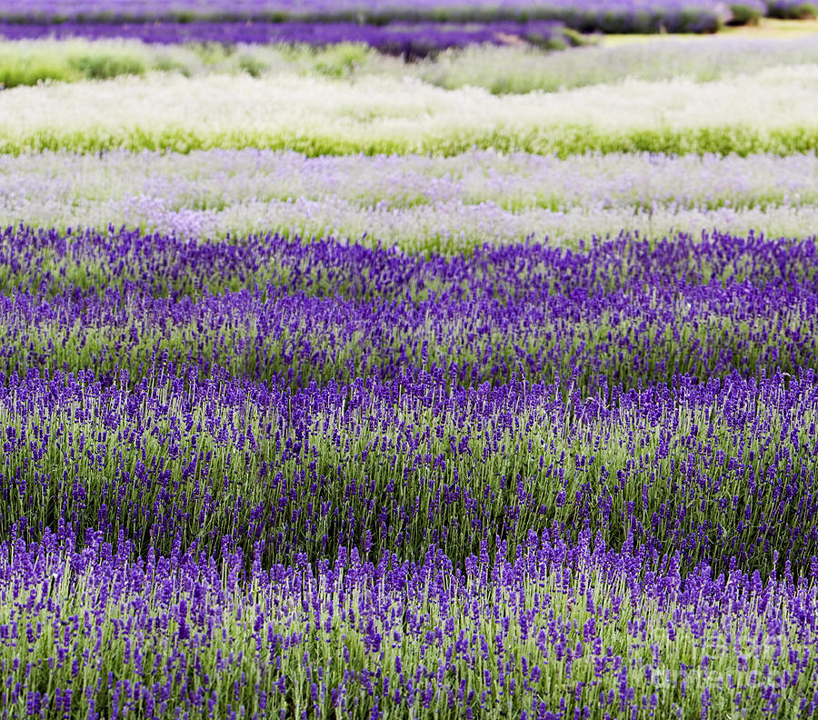 Lavender Lines  Photograph by Tim Gainey