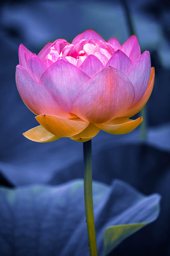Lavender Lotus Photograph by Brian Stevens
