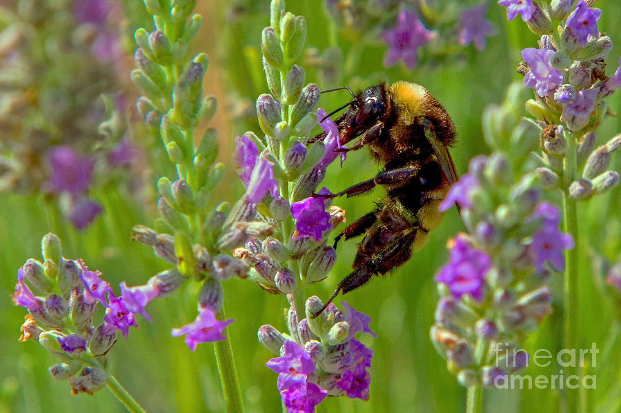 Lavender Lunch Break Photograph by Gary Holmes