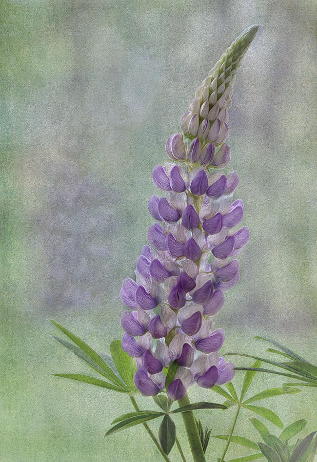 Lavender Lupine Photograph by Linda Szabo