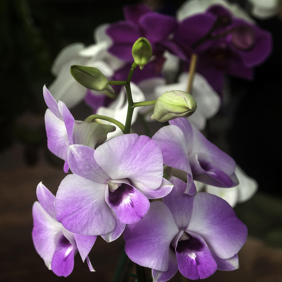 Orchid Photograph - Lavender Magenta and White Orchids by Lynn Palmer