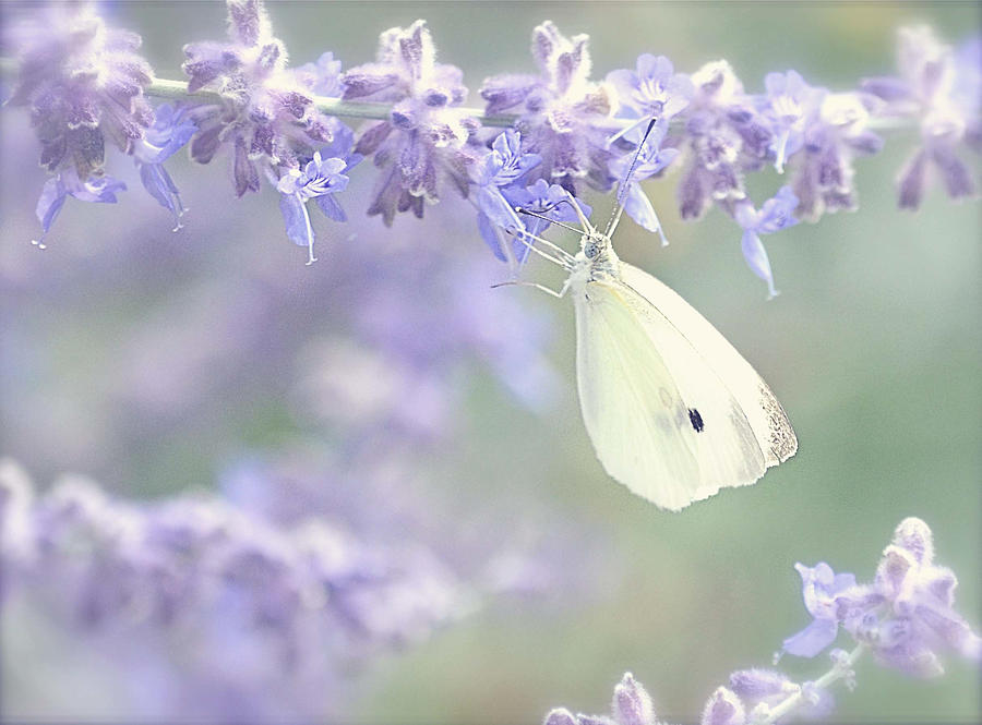 Lavender Mist Photograph by Kay Jantzi
