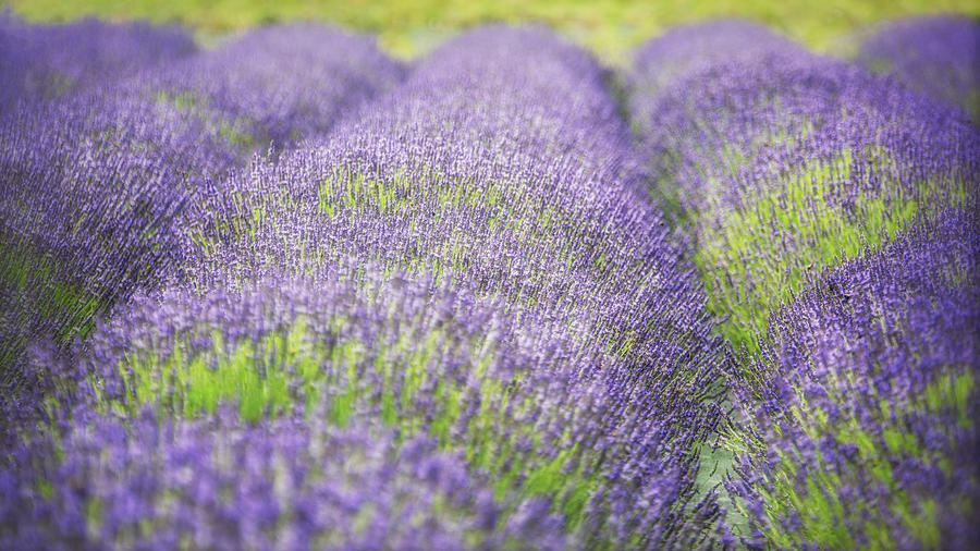 Flower Photograph - Lavender Mounds by Vicki Jauron