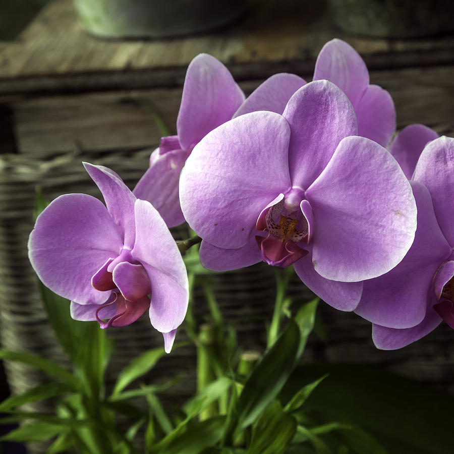 Orchid Photograph - Lavender Orchid Bloom by Lynn Palmer