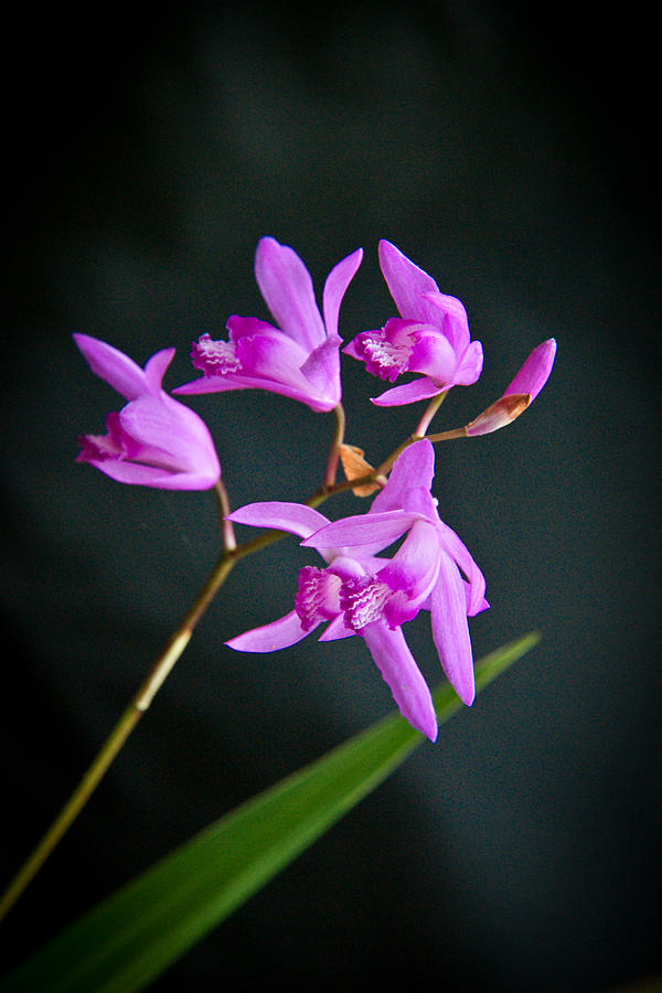 Lavender Orchid Blossoms Photograph by Douglas Barnett