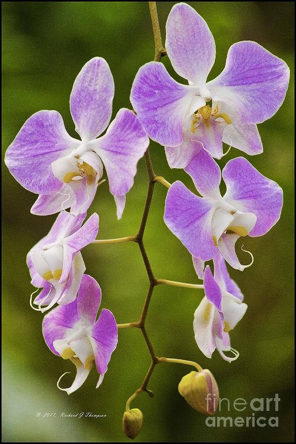 Lavender Orchids Photograph by Richard J Thompson 