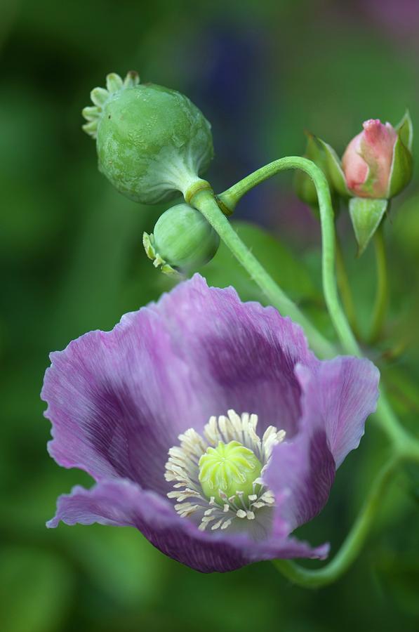 Lavender Peony Poppy Photograph by Maria Mosolova