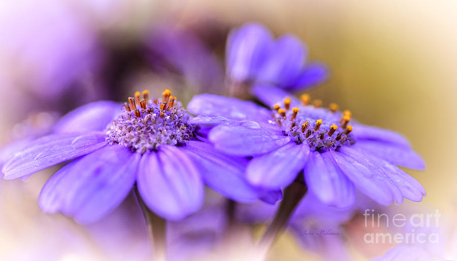 Spring Photograph - Lavender Petals by Julie Palencia