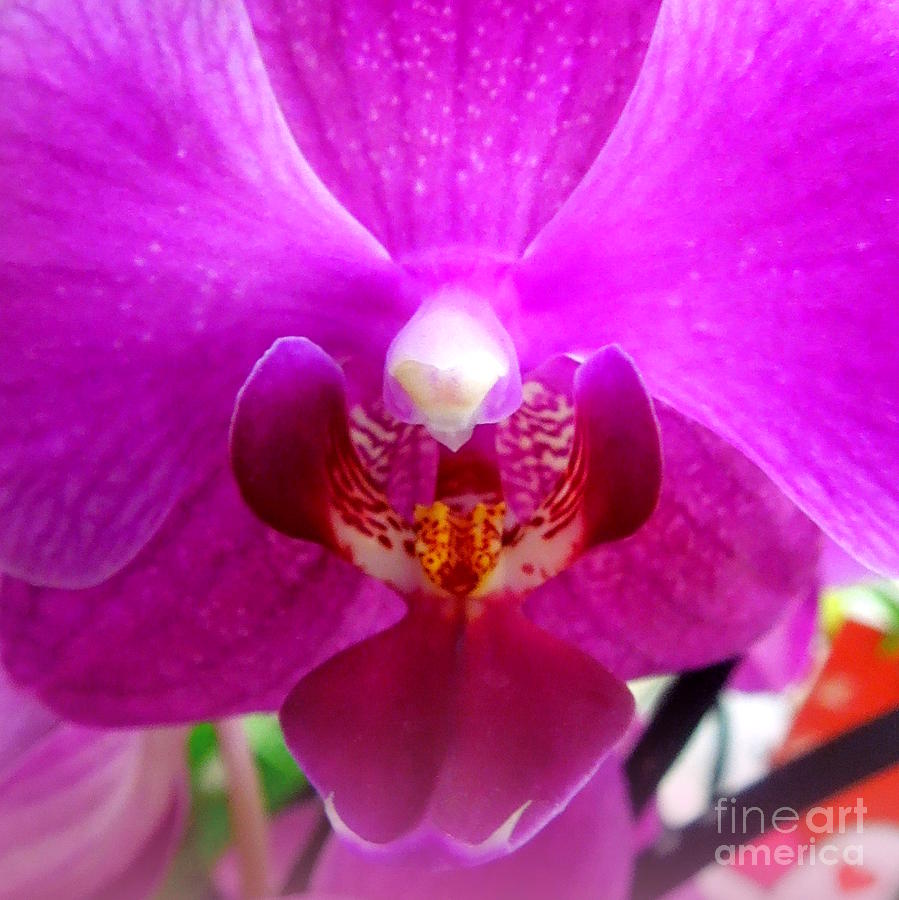 Lavender Phalaenopsis Orchid Photograph by Renee Trenholm