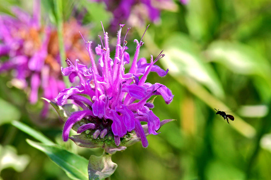 Bee Balm Photograph - Lavender Pink Bee Balm Wild Bergamot by Karon Melillo DeVega