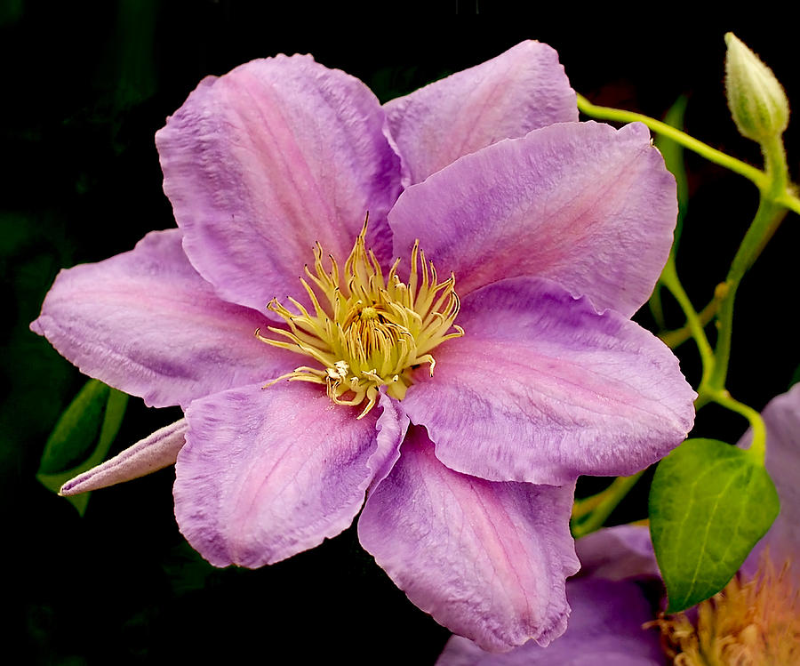 Lavender Pink Clematis Photograph by Rona Black