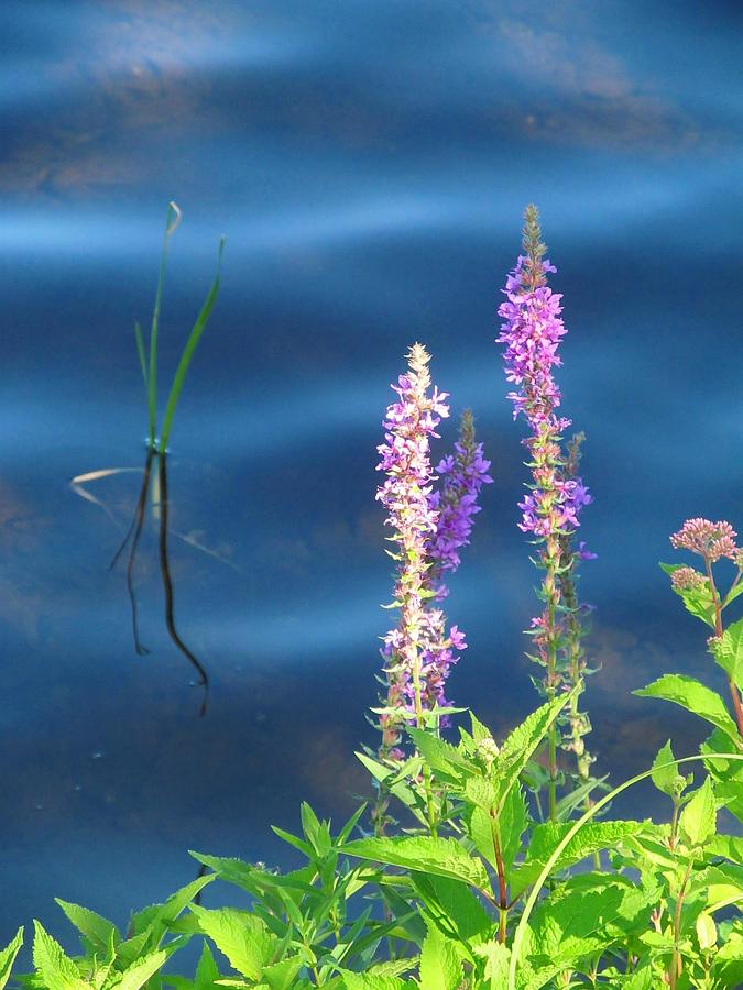 Lavender Pond Reflections Photograph by Loretta Pokorny