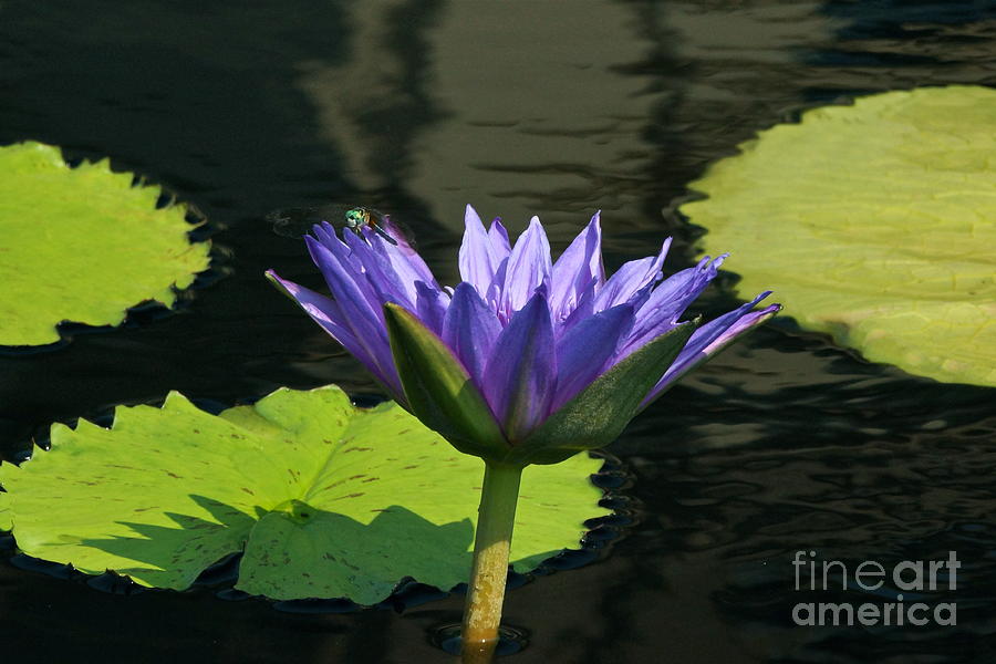 Lavender Purple Waterlily and Blue Dragonfly wide view Photograph by Byron Varvarigos
