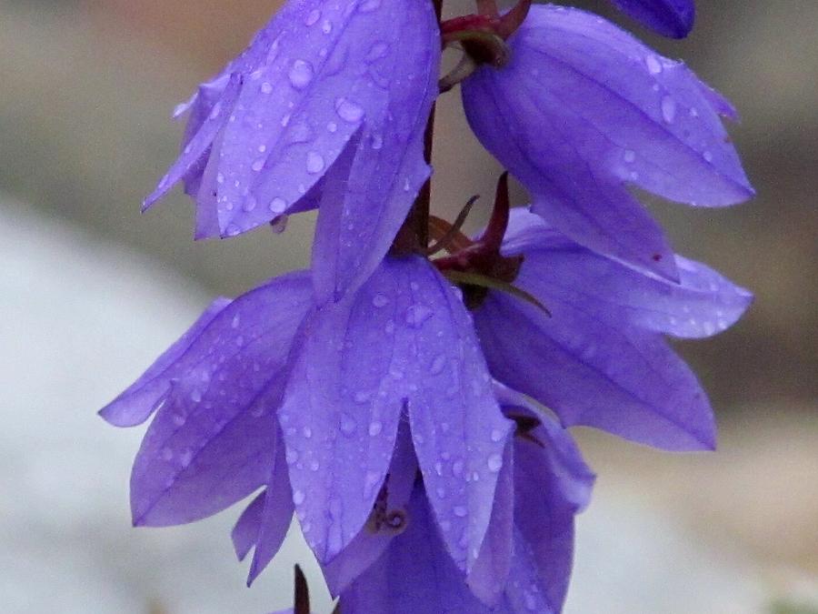 Lavender Raindrops Photograph by Loretta Pokorny
